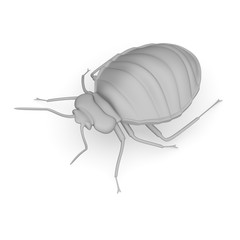 Cimici da letto Roma